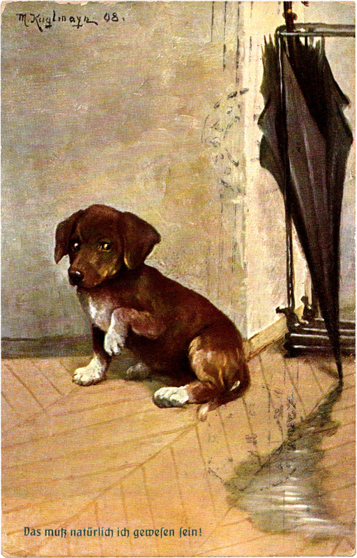 a dog sitting on the floor