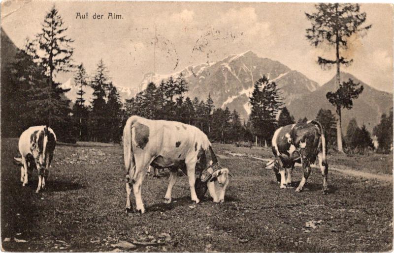 a group of cows grazing in a field