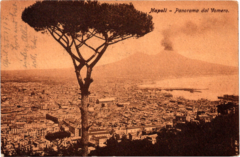 a tree in front of a city