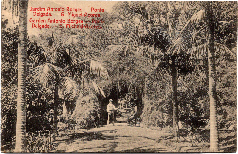a person standing under palm trees